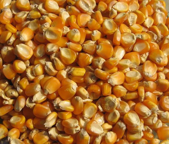 YELLOW CORN 