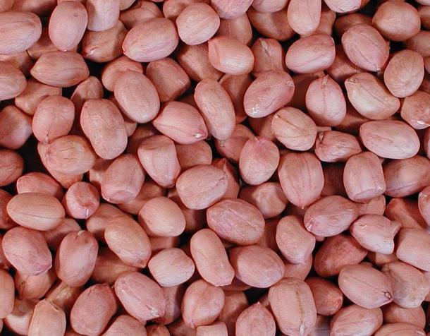 PEANUT KERNEL 